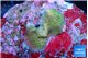 Acropora base rock green purple 3-4 cm WYSIWYG acclimaté