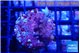 Seritopora pink purple Fijii 2-3 cm WYSIWYG acclimaté