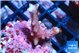 Seritopora pink purple Fijii 2-3 cm WYSIWYG acclimaté