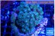 Pocillopora damicornis green & pink tip 5-7 cm WYSIWYG acclimaté