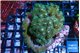 Pocillopora damicornis green & pink tip 5-7 cm WYSIWYG acclimaté