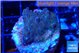 Acropora green purple 2-3 cm WYSIWYG acclimaté