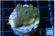 Acropora green purple 2-3 cm WYSIWYG acclimaté