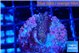 Seritopora pink purple Fijii 1-2 cm WYSIWYG acclimaté