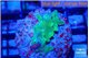 Acropora green 2 cm WYSIWYG acclimaté