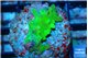 Acropora green 2 cm WYSIWYG acclimaté