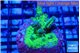 Acropora green 3-4 cm WYSIWYG acclimaté