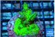 Acropora green 3-4 cm WYSIWYG acclimaté