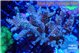 Acropora mango 5-7 cm WYSIWYG acclimaté