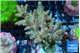 Acropora mango 5-7 cm WYSIWYG acclimaté