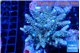 Acropora tenuis green purple 5-6 cm WYSIWYG acclimaté