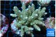 Acropora tenuis green purple 5-6 cm WYSIWYG acclimaté
