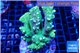 Acropora sunset green 6-8 cm WYSIWYG acclimaté