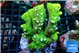 Acropora sunset green 6-8 cm WYSIWYG acclimaté