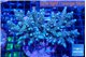 Acropora tenuis green purple 7-9 cm WYSIWYG acclimaté