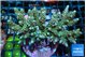 Acropora tenuis green purple 7-9 cm WYSIWYG acclimaté