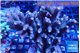 Acropora pink 8-11 cm WYSIWYG acclimaté