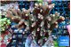 Acropora pink 8-11 cm WYSIWYG acclimaté