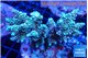 Acropora tenuis green purple 7-10 cm WYSIWYG acclimaté
