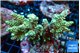 Acropora tenuis green purple 7-10 cm WYSIWYG acclimaté