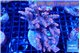 Acropora pink 7-11 cm WYSIWYG acclimaté