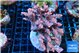 Acropora pink 7-11 cm WYSIWYG acclimaté