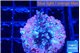 Acropora carduus green polyps deep water 2-3 cm WYSIWYG acclimaté