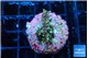 Acropora carduus green polyps deep water 2-3 cm WYSIWYG acclimaté