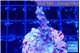 Acropora carduus green polyps deep water 2-3 cm WYSIWYG acclimaté