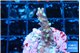 Acropora carduus green polyps deep water 2-3 cm WYSIWYG acclimaté