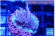 Acropora carduus green polyps deep water 2-3 cm WYSIWYG acclimaté