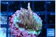 Acropora carduus green polyps deep water 2-3 cm WYSIWYG acclimaté