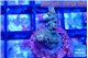 Acropora green 1-2 cm WYSIWYG acclimaté