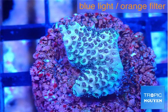 Acropora green 2 cm WYSIWYG acclimaté