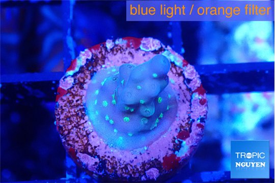 Acropora carduus green polyps deep water 1-2 cm WYSIWYG acclimaté