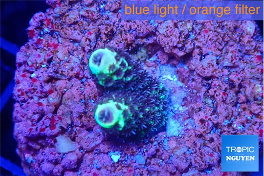 Acropora green 2 cm WYSIWYG acclimaté