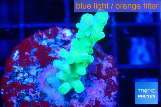 Acropora green 2-3 cm WYSIWYG acclimaté