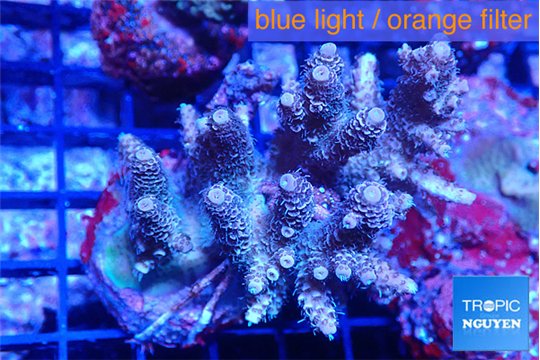 Acropora mango 5-7 cm WYSIWYG acclimaté