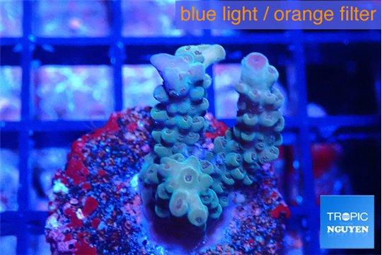 Acropora green pink tip 2-3 cm WYSIWYG acclimaté
