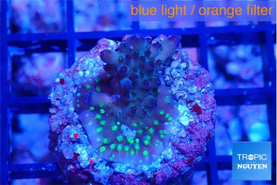 Acropora green purple 2 cm WYSIWYG acclimaté