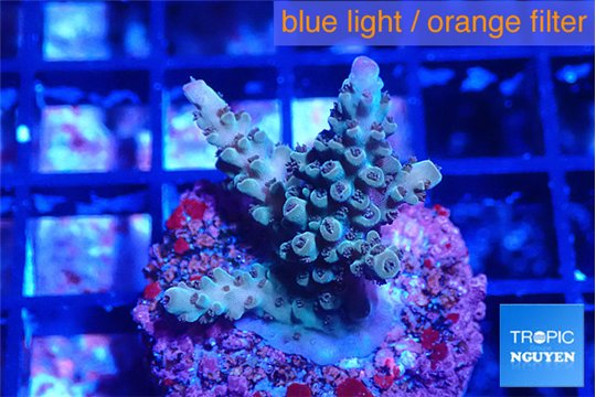 Acropora green purple 2-3 cm WYSIWYG acclimaté