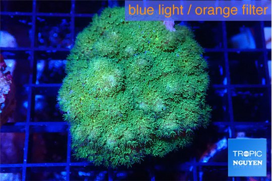 Pocillopora verrucosa toxic green 4-5 cm WYSIWYG acclimaté
