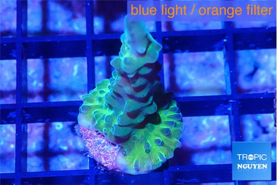 Acropora green & blue tip 2-3 cm WYSIWYG acclimaté
