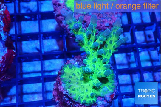 Acropora green purple 4 cm WYSIWYG acclimaté