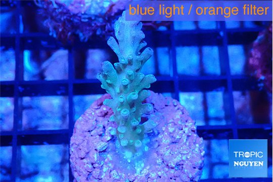 Acropora green & blue ice Fijii 3 cm WYSIWYG acclimaté
