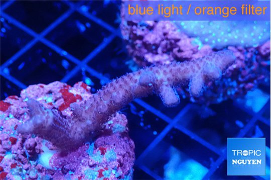 Seritopora pink purple Fijii 3-4 cm WYSIWYG acclimaté