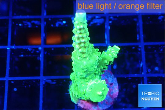 Acropora neon green 3-4 cm WYSIWYG acclimaté