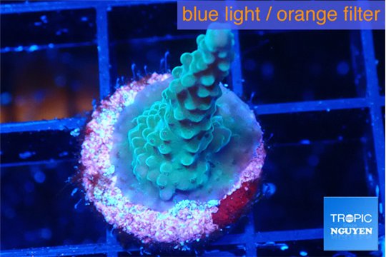 Acropora green purple 2-3 cm WYSIWYG acclimaté