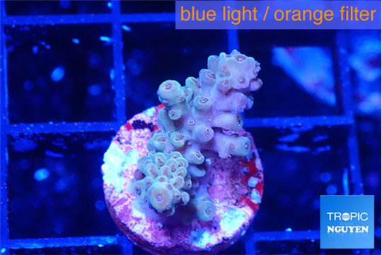 Acropora green 2 cm WYSIWYG acclimaté