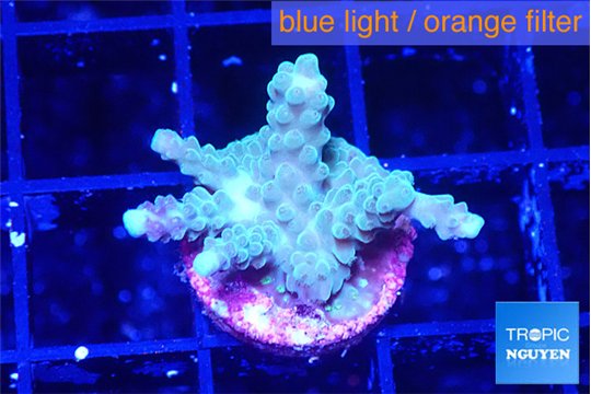 Acropora green & blue ice Fijii 2 cm WYSIWYG acclimaté